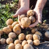 Comment pr&eacute;parer un sol pauvre pour r&eacute;ussir la culture de pommes de terre ?
