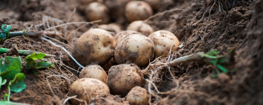 Quelle rotation des cultures favorise une meilleure production de pommes de terre ?