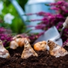 Profondeur de plantation des bulbes : pourquoi est-ce si important pour la floraison ?
