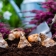 Profondeur de plantation des bulbes : pourquoi est-ce si important pour la floraison ?