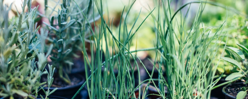 Comment débuter dans le jardinage ?