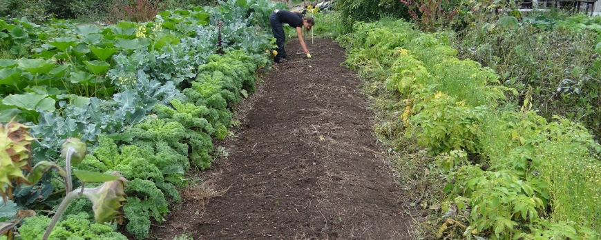 Que faire au jardin en juin ?