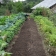 Que faire au jardin en juin ?