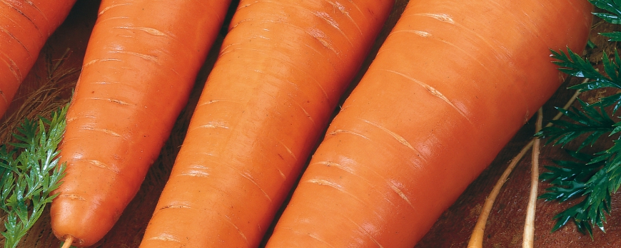La culture des carottes