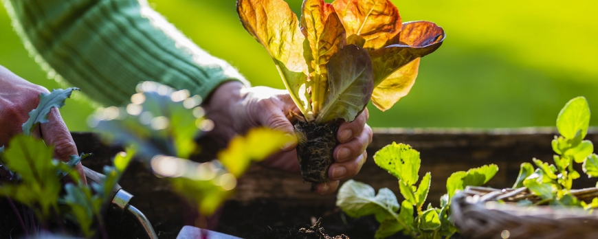 Quels sont les légumes faciles à planter ?