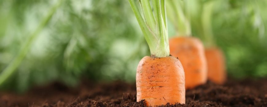 Quels sont les légumes qui poussent à l'ombre ?