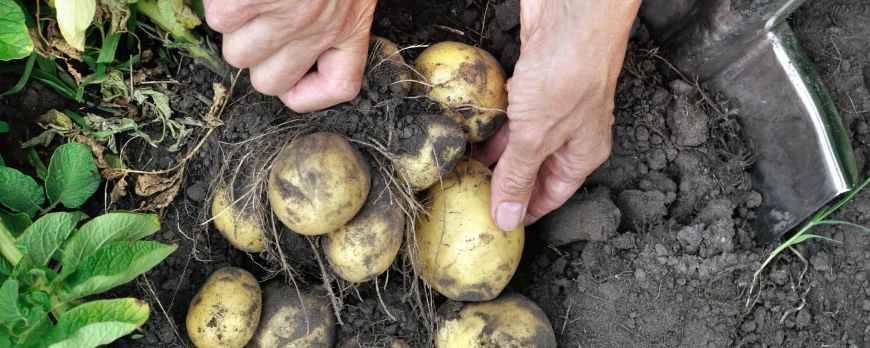 Pourquoi faire son propre potager ?