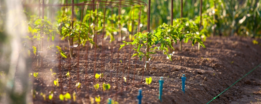 Quels sont les légumes à associer dans un potager ?