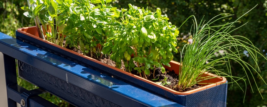 Comment faire pousser des légumes à l'intérieur ?