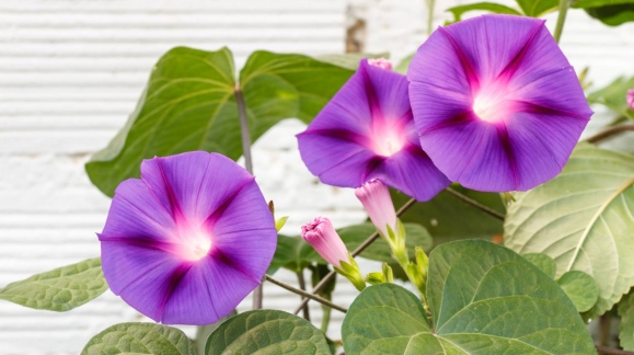Quelles sont les fleurs à planter selon les saisons ?
