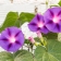 Quelles sont les fleurs à planter selon les saisons ?