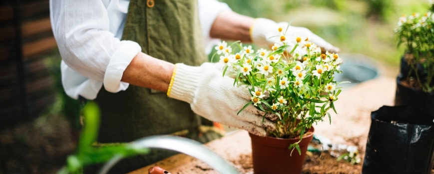 Comment planter des fleurs ?