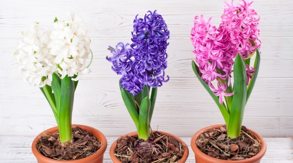 Quelles sont les fleurs à planter en intérieur ?