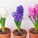 Quelles sont les fleurs à planter en intérieur ?