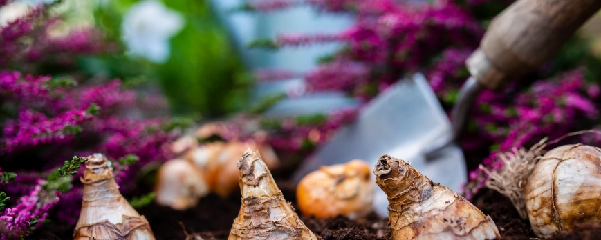 Plantes à bulbes : Choisir et planter bulbes à fleurs en pot ou en