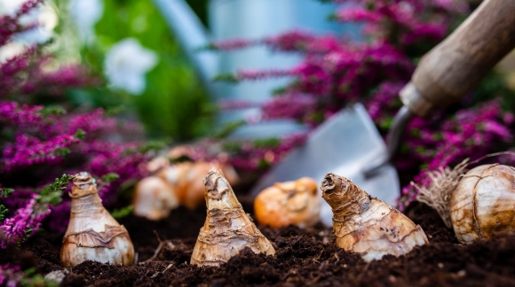 Où et comment planter des bulbes de tulipes ?