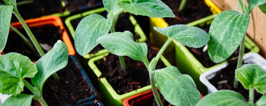 De la graine à la plante : comment une graine devient-elle une