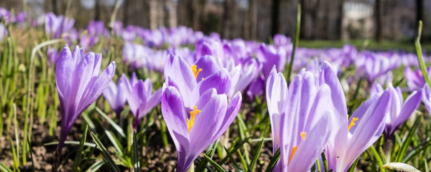 Quand et comment planter des crocus ?