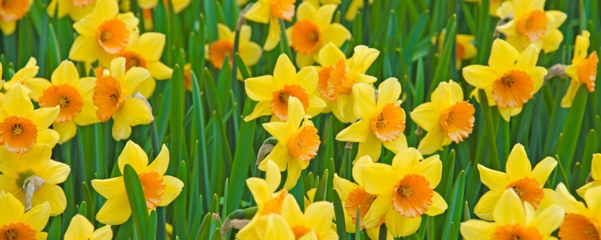 Quelle différence entre les jonquilles et les narcisses ?