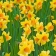 Quelle différence entre les jonquilles et les narcisses ?