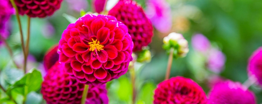 Quel est le bon emplacement pour les dahlias ?