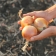 Comment et quand cultiver les oignons ?