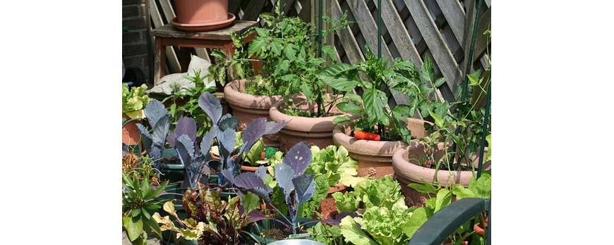 Mon jardin potager sur le balcon