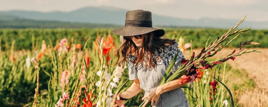 Comment préparer les glaïeuls pour une floraison abondante en été ?