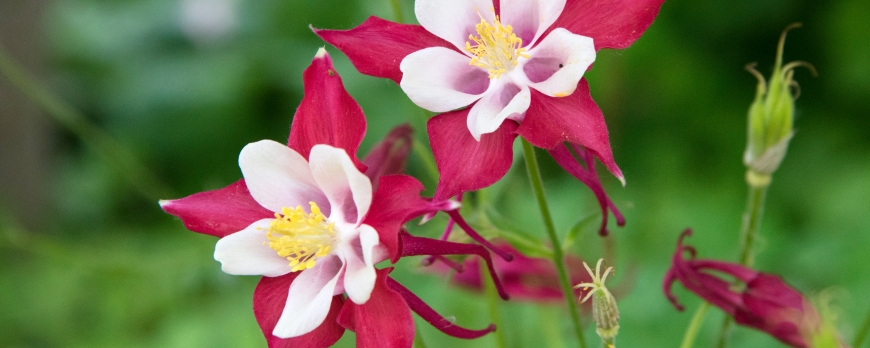 Comment entretenir les ancolies pour prolonger leur floraison tout au long de l'été ?
