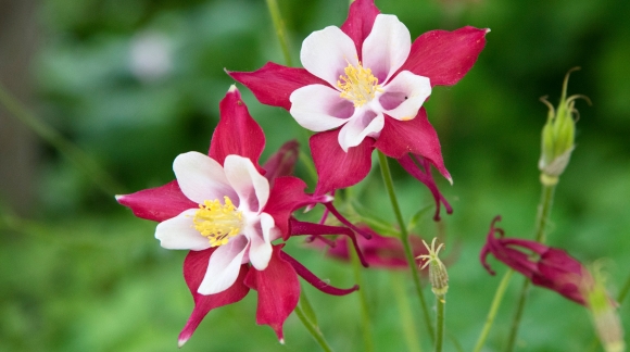 Comment entretenir les ancolies pour prolonger leur floraison tout au long de l'été ?
