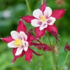 Comment entretenir les ancolies pour prolonger leur floraison tout au long de l'été ?