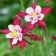Comment entretenir les ancolies pour prolonger leur floraison tout au long de l'été ?